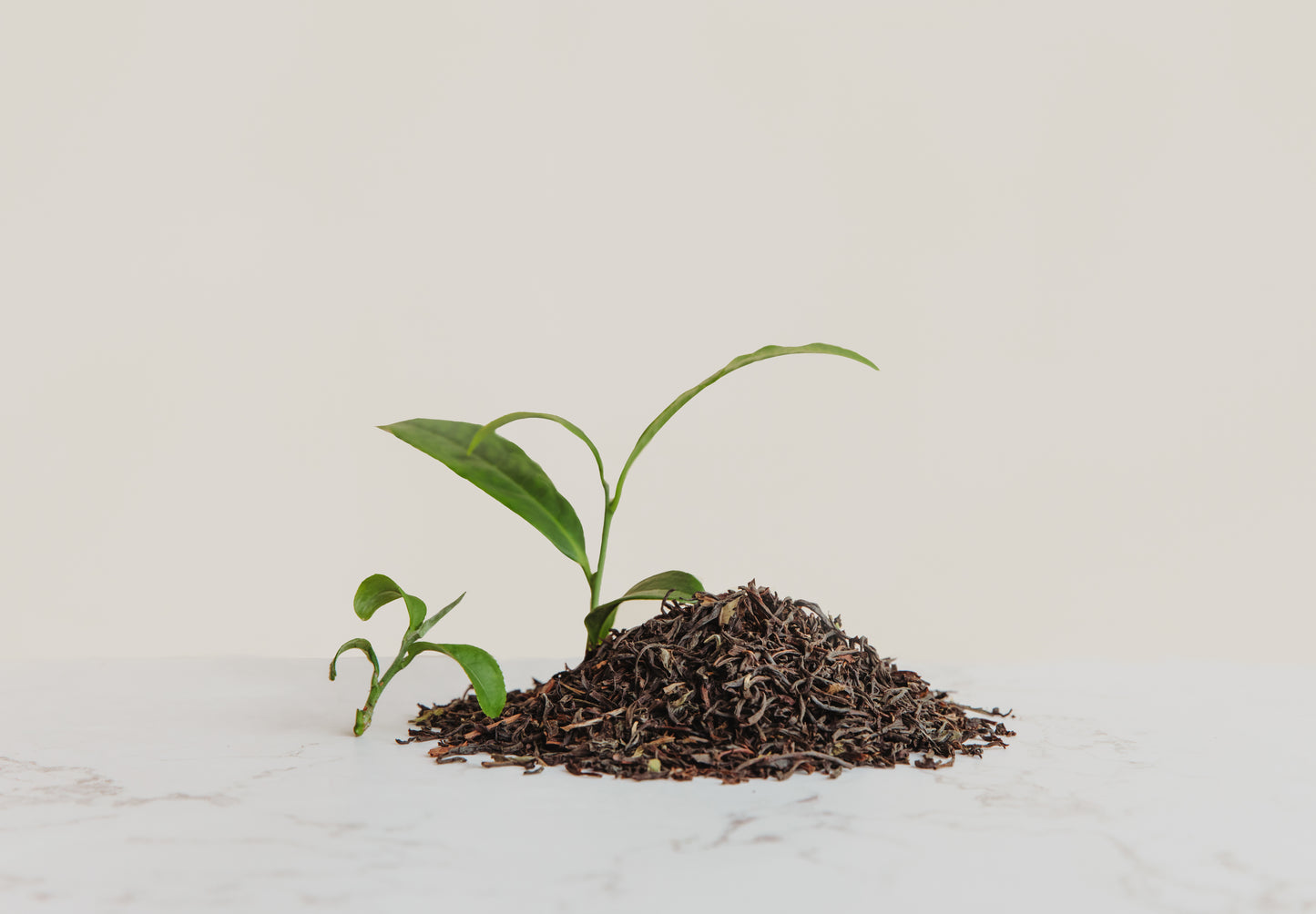 English Breakfast theezakjes BIO FT